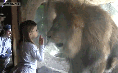 Gif_little_girl_vs_lion_at_the